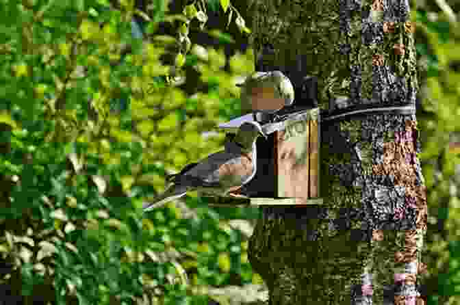 Birds Feeding On A Tree Branch Population Limitation In Birds Ian Newton