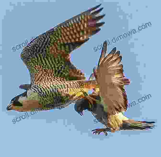 Peregrine Falcon In Flight, Hunting Prey Birds That Hunt And Are Hunted: Life Histories Of One Hundred And Seventy Birds Of Prey Game Birds And Water Fowls