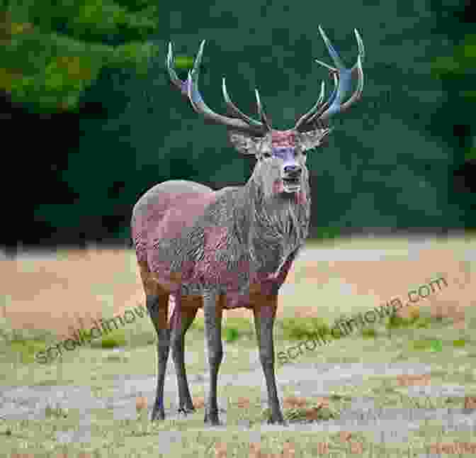 Red Deer In Richmond Park Richmond Park: From Medieval Pasture To Royal Park