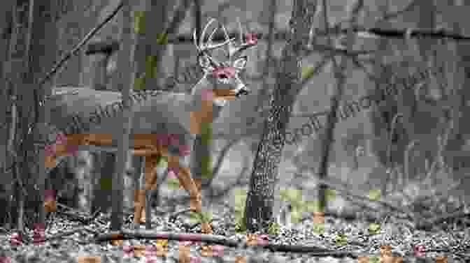 Still Hunter Approaching Deer In The Forest Deer Hunting Secrets Exposed Take The Best Buck Of Your Life Whitetail Deer Hunting Books: Bowhunting Deer Rifle Stalking Deer Still Hunting Deer Stands Game Cameras Deer Scent And More